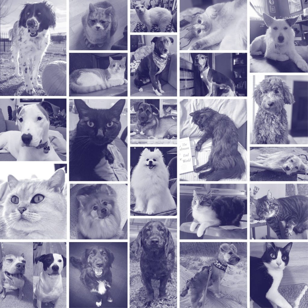 Grid of affiliate pet photos