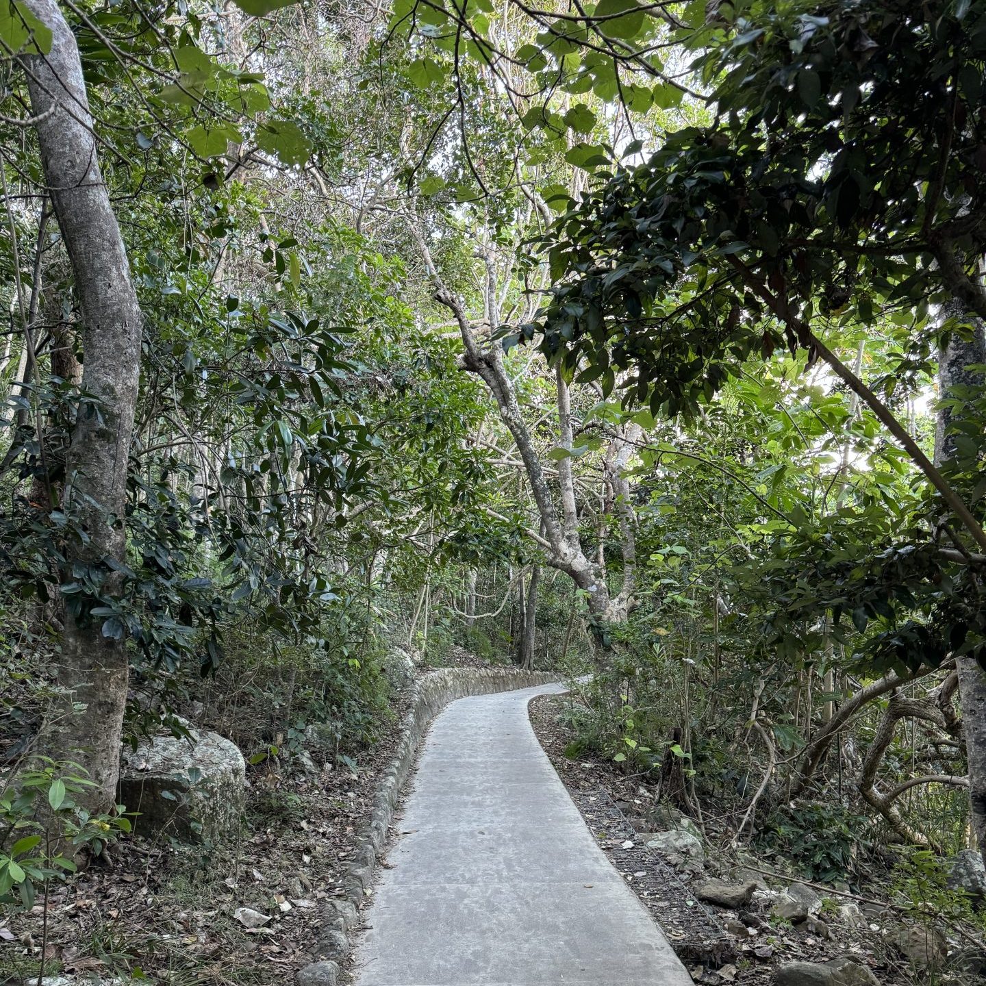 A concrete trail through dense vegetation with sunlight filtering through the leaves.