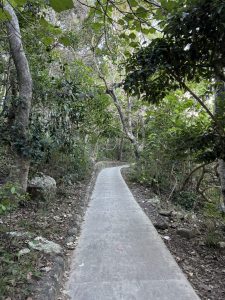 A concrete trail through dense vegetation with sunlight filtering through the leaves.