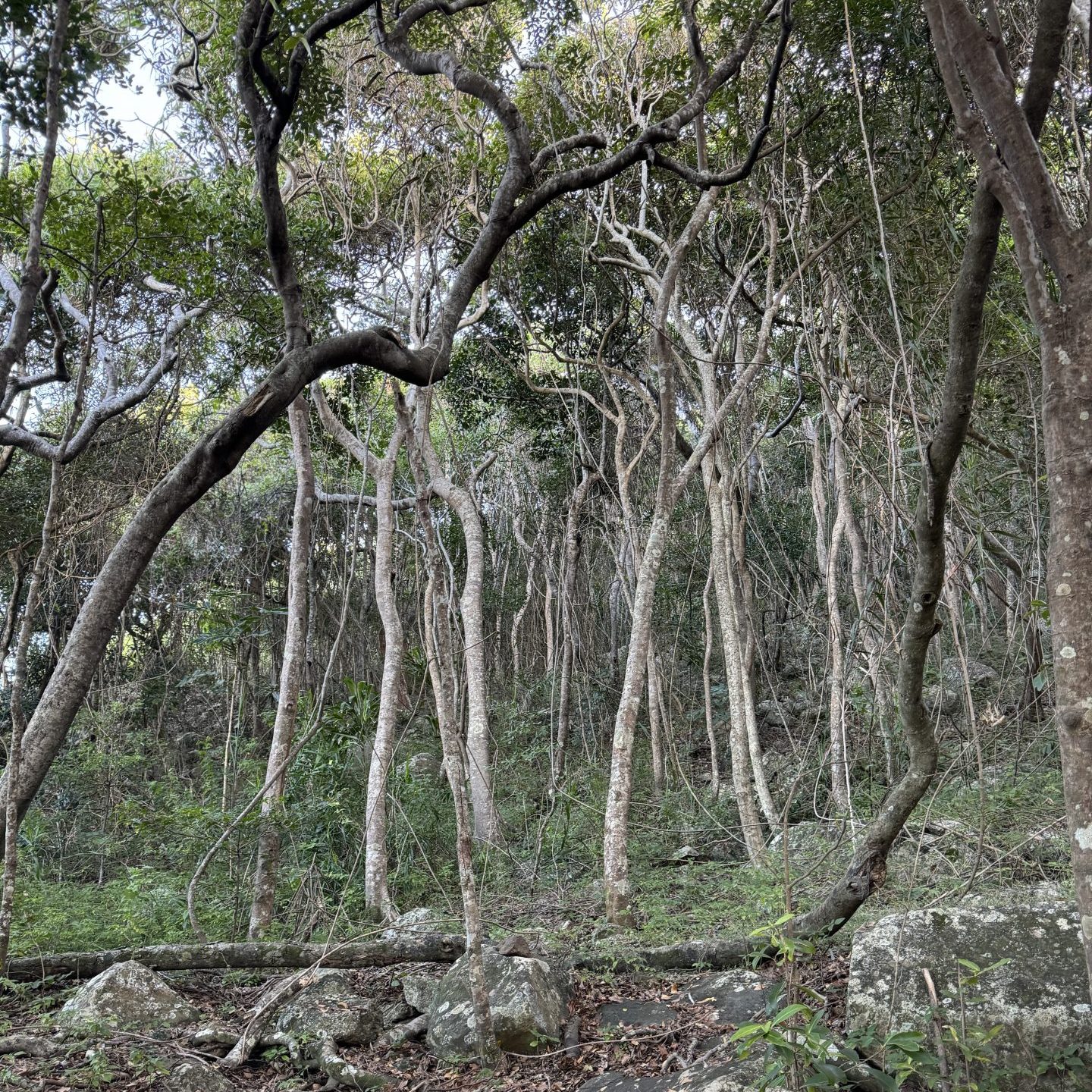 A scenic view with a group of tall trees and some boulders.