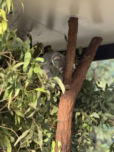 A koala resting on a tree branch, with its eyes closed and leaning against tree trunk.